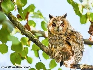 Uhu von Klaus-Dieter Grahl, Fotograf und Mitglied im Landschaftsförderverein