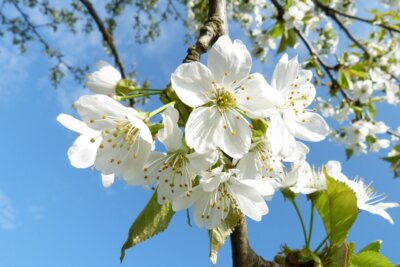 Veranstaltung: Tanz in den Frühling Sa 17. 05. 2025
