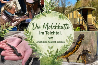 Amphibien hautnah erleben (Bild vergr&ouml;&szlig;ern)
