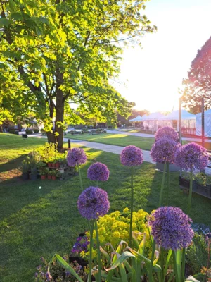 Allium 'Gladiator' (Bild vergr&ouml;&szlig;ern)