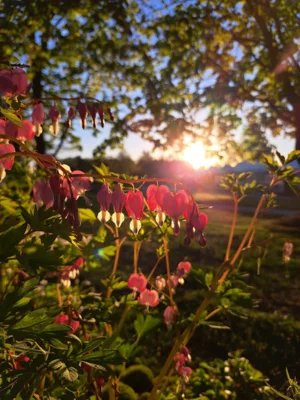 Dicentra spectabilis (Bild vergr&ouml;&szlig;ern)