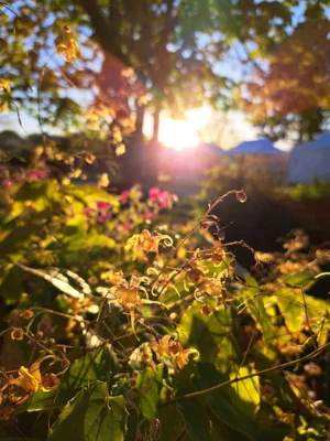 Epimedium 'Amber Queen' (Bild vergr&ouml;&szlig;ern)