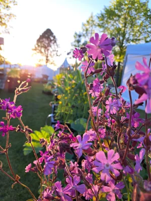Silene dioica (Bild vergr&ouml;&szlig;ern)