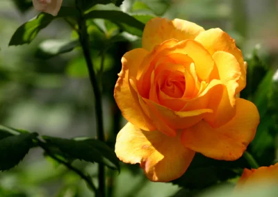 Gelbe Rose