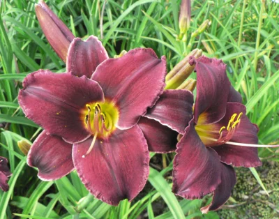 Hemerocallis 'Samtriese' (Bild vergr&ouml;&szlig;ern)