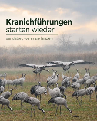 Veranstaltung: Kranichf&uuml;hrungen 16.10. – 15.11.2026