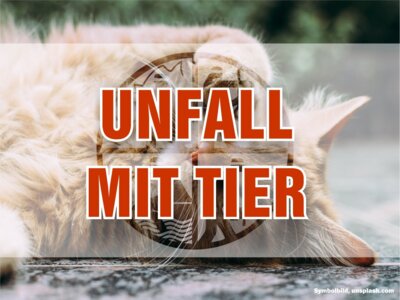Foto vom Album: