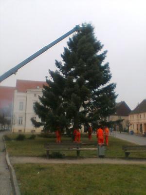 Foto des Albums: Aufstellen des Weihnachtsbaumes (28.11.2007)