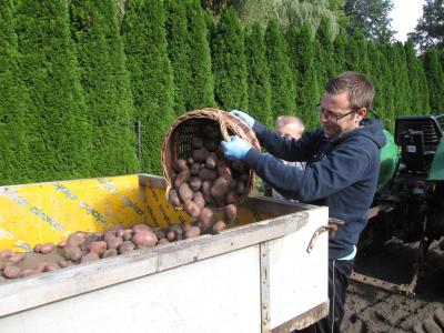 Foto des Albums: Kartoffelernte !