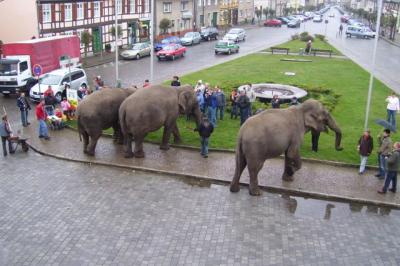 Foto des Albums: Elefantenfrühstück auf dem Marktplatz (10.04.2008)