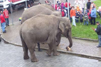 Foto des Albums: Elefantenfrühstück auf dem Marktplatz (10.04.2008)