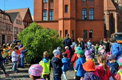 Foto des Albums: Maibaumaufstellung auf dem Großen Markt in Perleberg (27. 04. 2018)