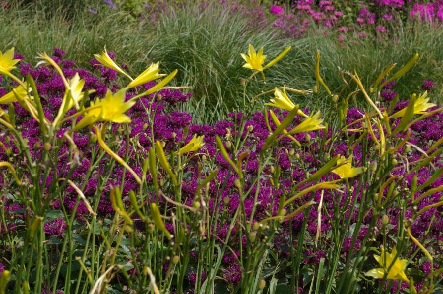 Tourismusverein Wittstocker Land E V Gartenreise 2018 Stauden