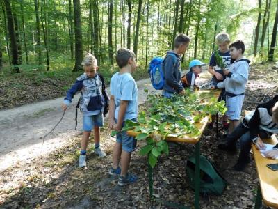 Foto des Albums: Waldfest 2018