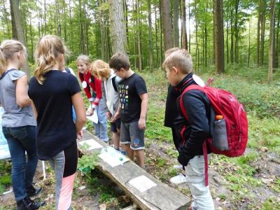 Foto des Albums: Waldfest 2018