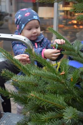 Foto des Albums: Tannenbaum schmücken
