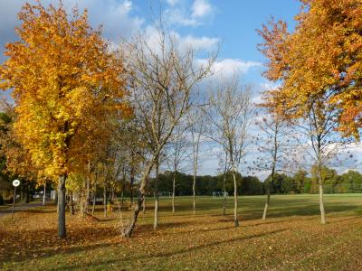 Foto des Albums: Döbra 2016 Herbstimpressionen
