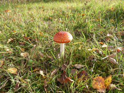 Foto des Albums: Döbra 2016 Herbstimpressionen