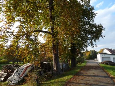 Foto des Albums: Döbra 2016 Herbstimpressionen
