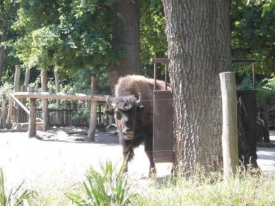 Foto des Albums: Ausflug zum Tierpark Nordhorn 2018