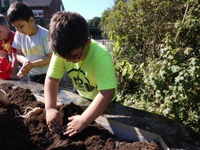 Foto des Albums: Schulclub-Hochbeet