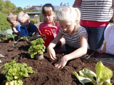 Foto des Albums: Schulclub-Hochbeet