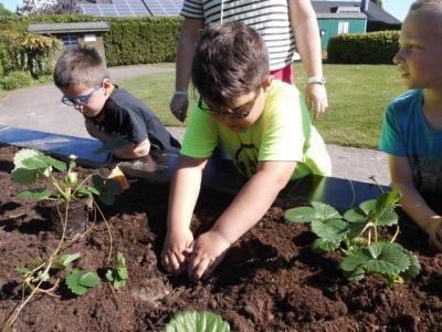 Foto des Albums: Schulclub-Hochbeet