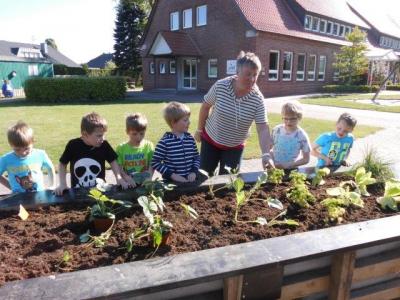 Foto des Albums: Schulclub-Hochbeet