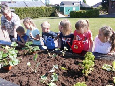 Foto des Albums: Schulclub-Hochbeet