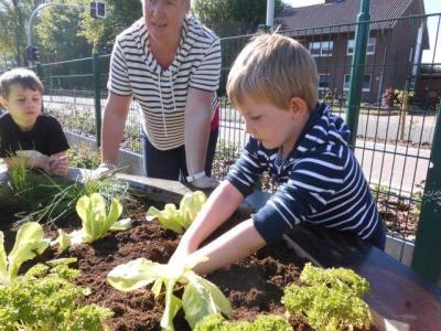 Foto des Albums: Schulclub-Hochbeet