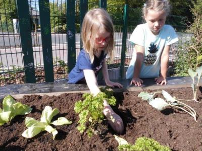 Foto des Albums: Schulclub-Hochbeet
