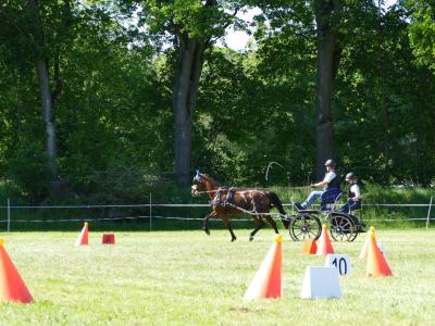 Foto des Albums: Fahrturnier Hilders 2019