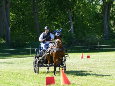 Foto des Albums: Fahrturnier Hilders 2019