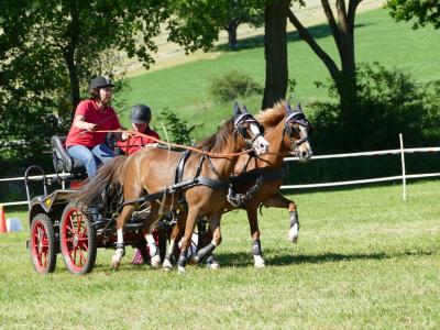 Foto des Albums: Fahrturnier Hilders 2019