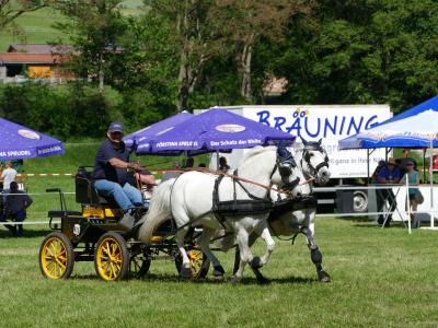 Foto des Albums: Fahrturnier Hilders 2019