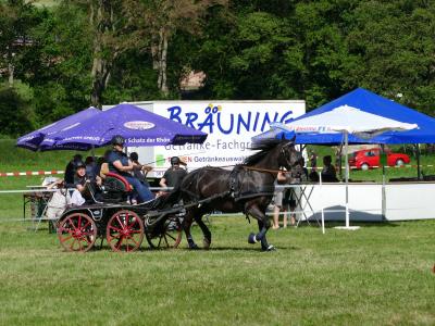 Foto des Albums: Fahrturnier Hilders 2019