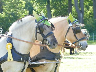 Foto des Albums: Fahrturnier Hilders 2019