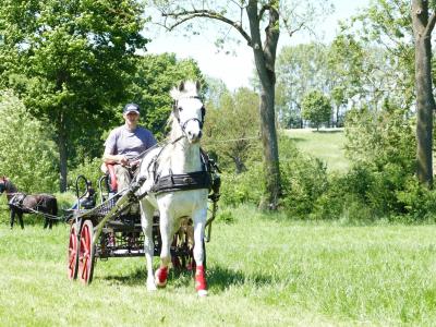 Foto des Albums: Fahrturnier Hilders 2019