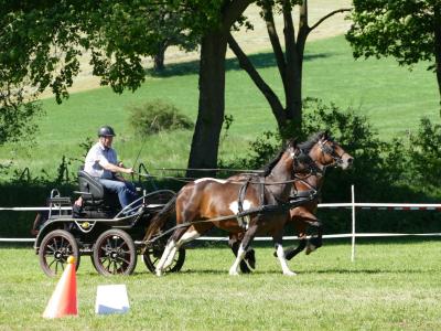 Foto des Albums: Fahrturnier Hilders 2019
