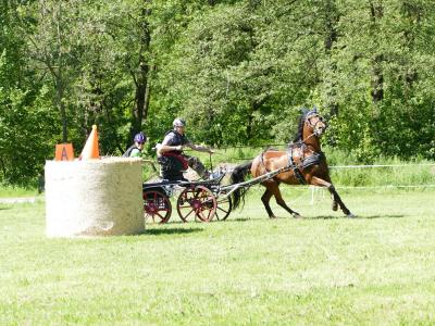 Foto des Albums: Fahrturnier Hilders 2019