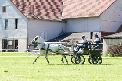Foto des Albums: Fahrturnier Hilders 2019