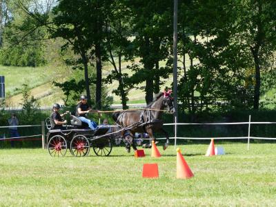 Foto des Albums: Fahrturnier Hilders 2019