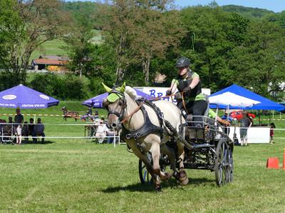 Foto des Albums: Fahrturnier Hilders 2019