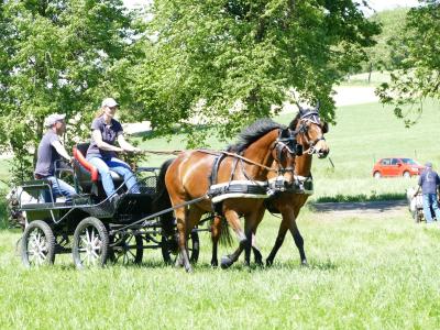 Foto des Albums: Fahrturnier Hilders 2019