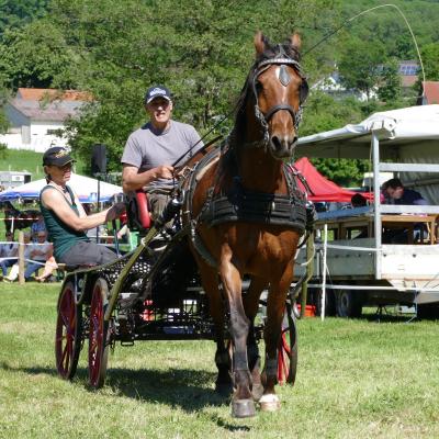 Foto des Albums: Fahrturnier Hilders 2019