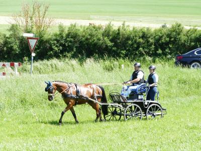 Foto des Albums: Fahrturnier Hilders 2019