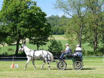 Foto des Albums: Fahrturnier Hilders 2019