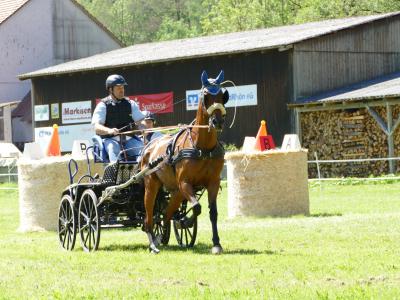 Foto des Albums: Fahrturnier Hilders 2019