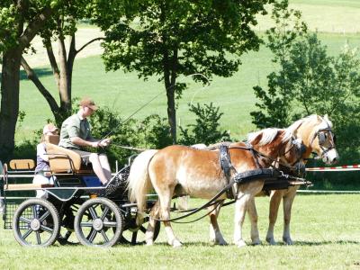 Foto des Albums: Fahrturnier Hilders 2019