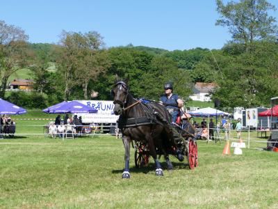 Foto des Albums: Fahrturnier Hilders 2019